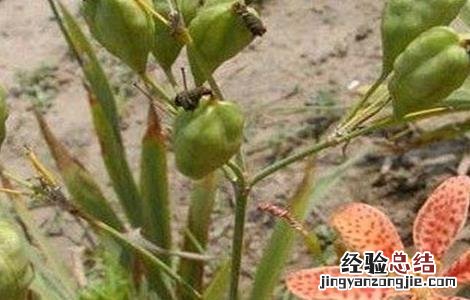 射干的种植注意事项 射干怎么种植技术