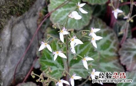 虎耳草种植技术 虎耳草种植技术视频
