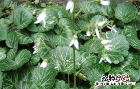 虎耳草种植技术 虎耳草种植技术视频