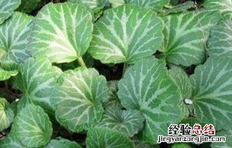 虎耳草种植技术 虎耳草种植技术视频