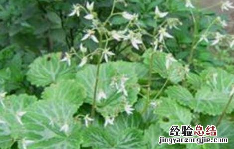 虎耳草种植技术 虎耳草种植技术视频