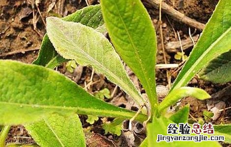 地胆草种植 地胆草的繁殖方法