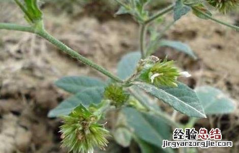 地胆草种植 地胆草的繁殖方法