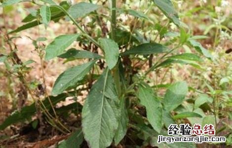 地胆草种植 地胆草的繁殖方法