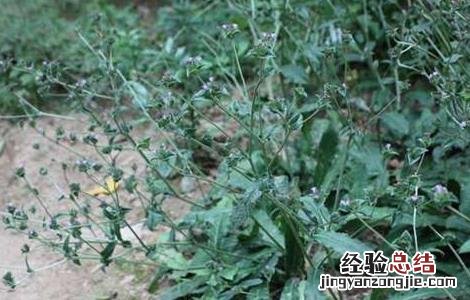 地胆草种植 地胆草的繁殖方法