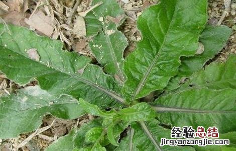 地胆草的种植技术 地胆草的种植技术视频
