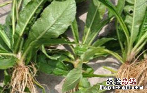 地胆草的种植技术 地胆草的种植技术视频