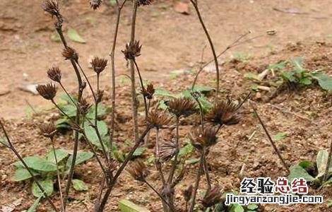 地胆草的种植技术 地胆草的种植技术视频