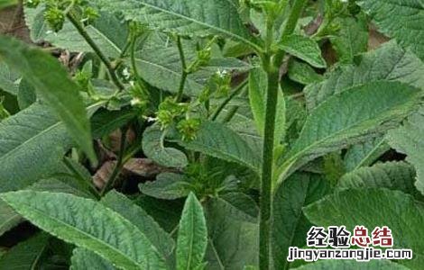 地胆草的种植技术 地胆草的种植技术视频