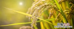 黄花粘水稻品种介绍 黄花粘水稻是什么品种