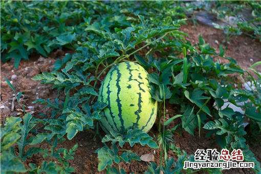 西瓜怎么种植才能高产 西瓜怎么种植