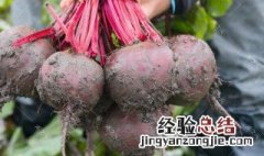 红甜菜根的功效与作用 红甜菜根的功效与作用是什么