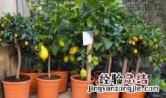 柠檬树盆栽的修剪 柠檬树盆栽怎么修剪