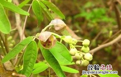 木通栽培技术 木通的种植技术