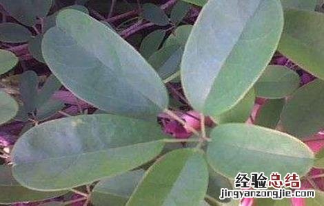 木通栽培技术 木通的种植技术