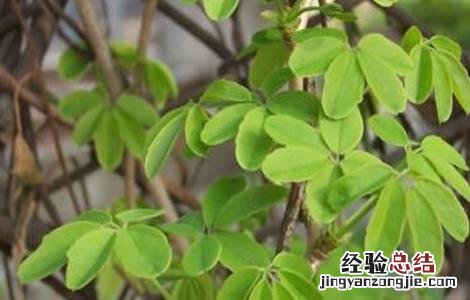 木通栽培技术 木通的种植技术