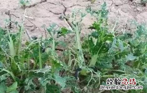 青蒿的繁殖方法和过程 青蒿的繁殖方法