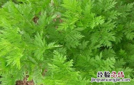 青蒿的繁殖方法和过程 青蒿的繁殖方法