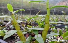种植石斛需要考虑什么 种植石斛需要考虑什么因素