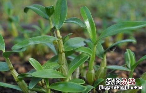 种植石斛需要考虑什么 种植石斛需要考虑什么因素