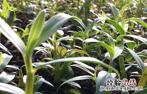 种植石斛需要考虑什么 种植石斛需要考虑什么因素