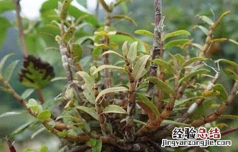 种植石斛需要考虑什么 种植石斛需要考虑什么因素
