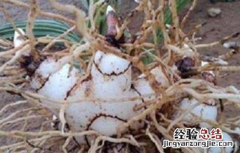 白芨怎么种植和管理 种植白芨常见问题