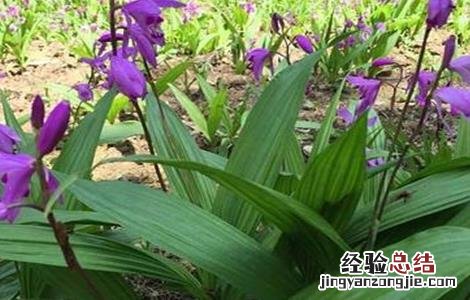 白芨怎么种植和管理 种植白芨常见问题