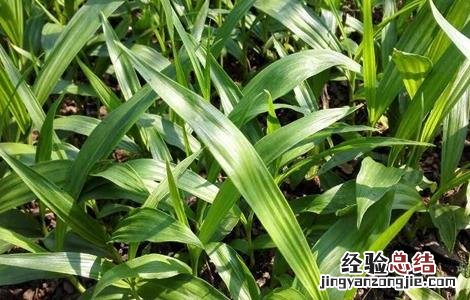 白芨怎么种植和管理 种植白芨常见问题