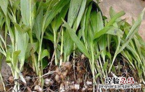 白芨怎么种植和管理 种植白芨常见问题
