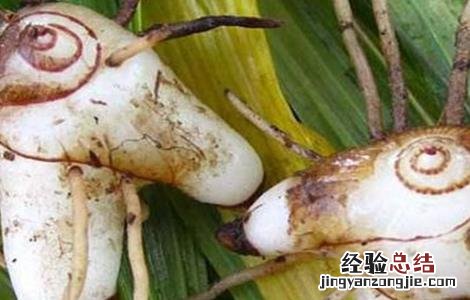 白芨怎么种植和管理 种植白芨常见问题