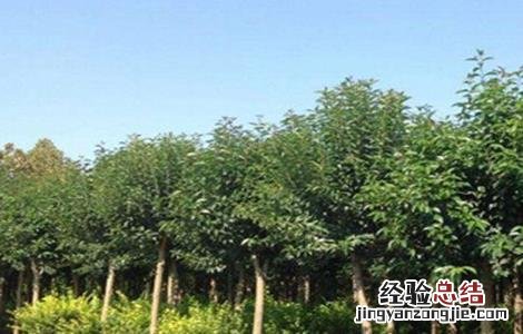 女贞子的繁殖方法 女贞子的繁殖方法有哪些