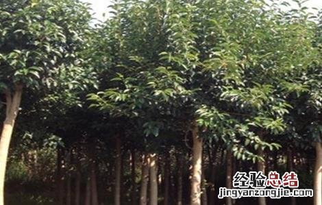 女贞子的繁殖方法 女贞子的繁殖方法有哪些
