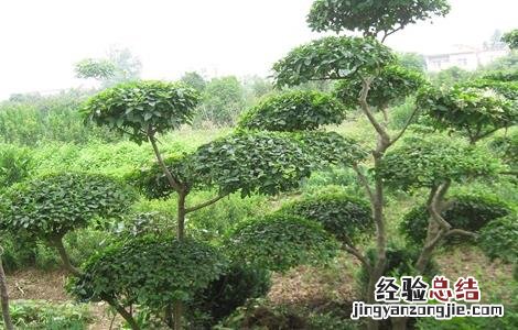 女贞子的繁殖方法 女贞子的繁殖方法有哪些