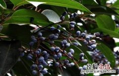 女贞子的繁殖方法 女贞子的繁殖方法有哪些