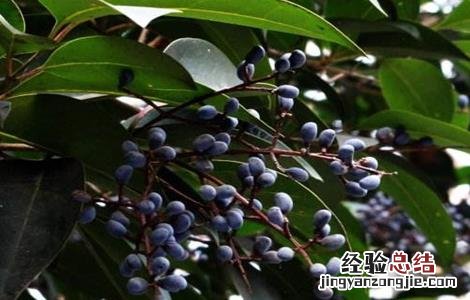 女贞子的繁殖方法 女贞子的繁殖方法有哪些
