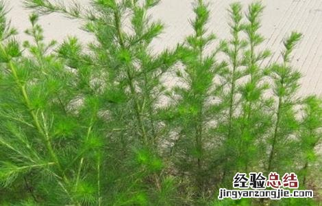 青蒿病虫害的防治方法 青蒿病虫害的防治方法有