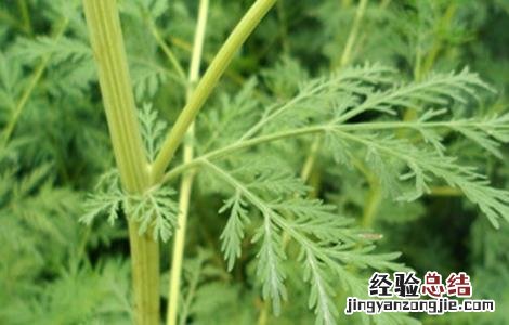 青蒿病虫害的防治方法 青蒿病虫害的防治方法有