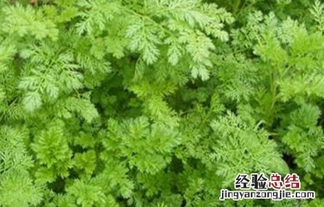 青蒿病虫害的防治方法 青蒿病虫害的防治方法有