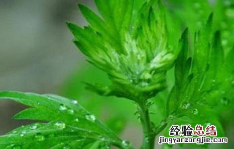 青蒿病虫害的防治方法 青蒿病虫害的防治方法有