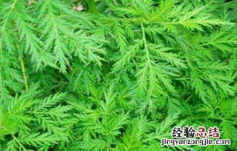 青蒿病虫害的防治方法 青蒿病虫害的防治方法有