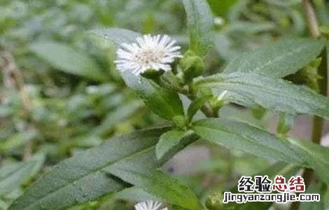 墨旱莲的栽培技术 墨旱莲的栽培技术与管理