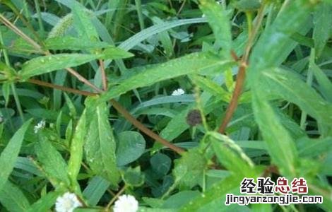 墨旱莲的栽培技术 墨旱莲的栽培技术与管理