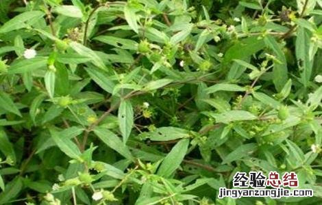 墨旱莲的栽培技术 墨旱莲的栽培技术与管理