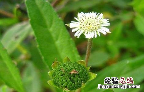 墨旱莲的栽培技术 墨旱莲的栽培技术与管理