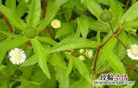 墨旱莲的栽培技术 墨旱莲的栽培技术与管理