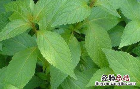 溪黄草的种植注意事项 溪黄草的种植方法