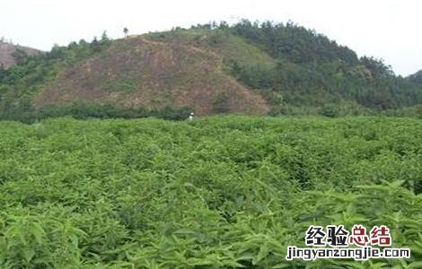 溪黄草的种植注意事项 溪黄草的种植方法