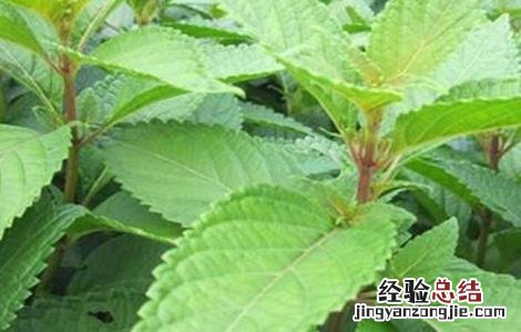 溪黄草的种植注意事项 溪黄草的种植方法