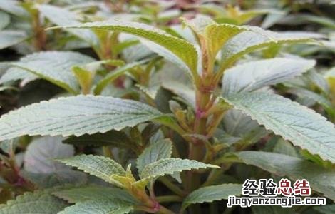 溪黄草的种植注意事项 溪黄草的种植方法